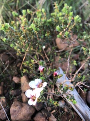 Adenandra