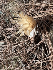 Leuzea conifera