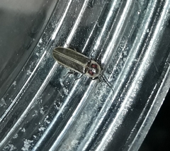 Photinus signaticollis