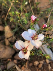 Adenandra