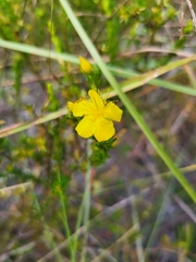 Hypericum tenuifolium
