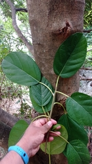 Coussapoa oligocephala