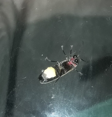 Photinus signaticollis