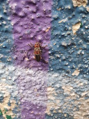 Cantharis rustica