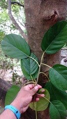 Coussapoa oligocephala