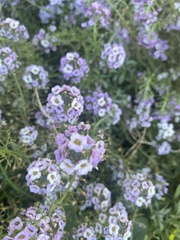 Lobularia