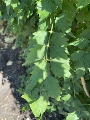 Koelreuteria paniculata