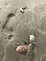 Metacarcinus magister