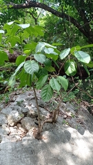 Coussapoa oligocephala