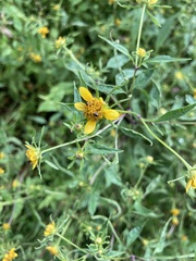 Bidens connata