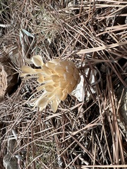 Leuzea conifera