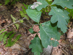 Callirhytis seminator