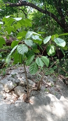 Coussapoa oligocephala