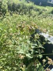 Mirabilis nyctaginea