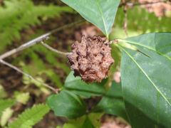Callirhytis seminator