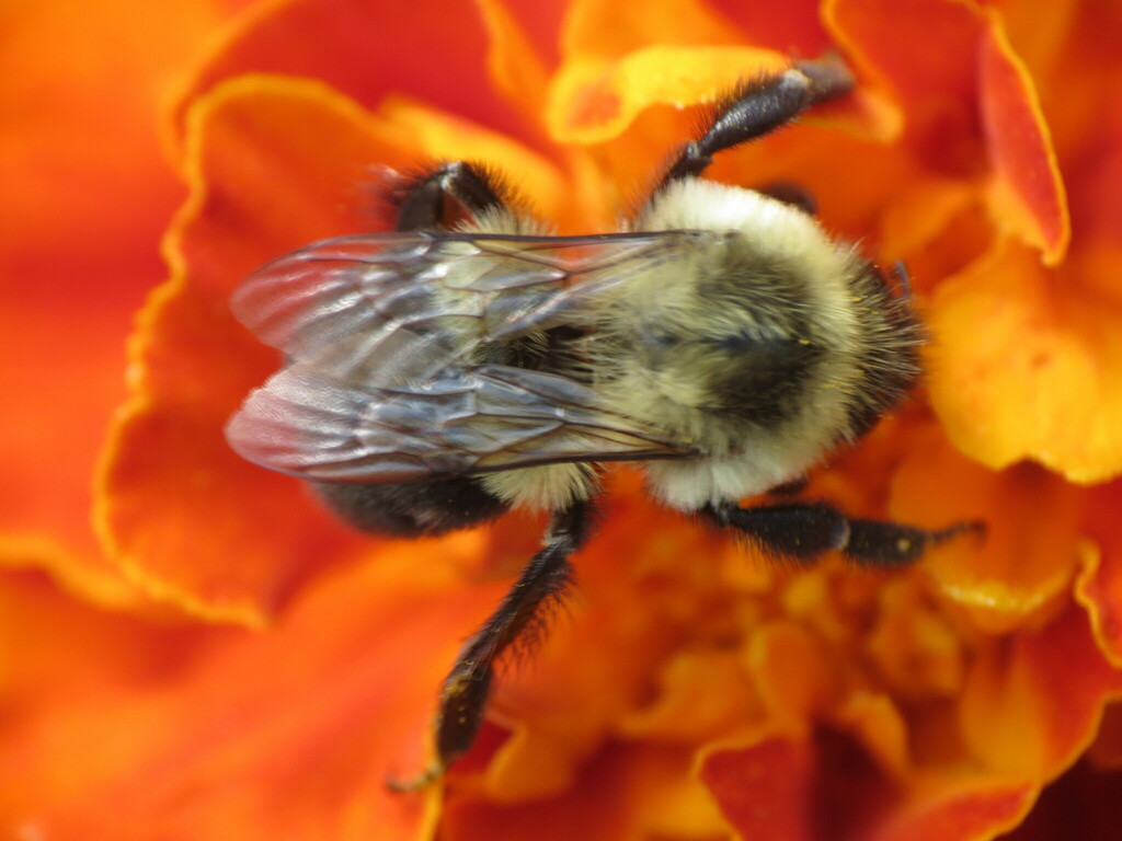 Common Eastern Bumble Bee From Rockford, IL, USA On September 07, 2022 ...