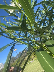 Gomphocarpus physocarpus