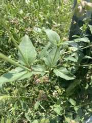 Mirabilis nyctaginea