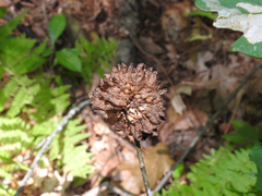 Callirhytis seminator