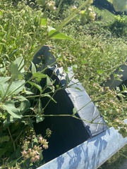 Mirabilis nyctaginea