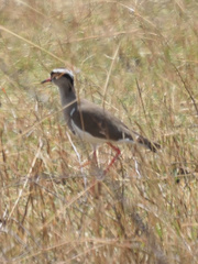 Vanellus coronatus