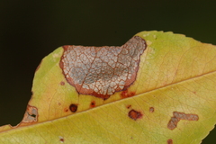 Parornix geminatella