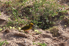 Ploceus capensis