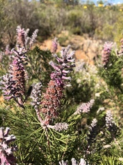 Paranomus bracteolaris