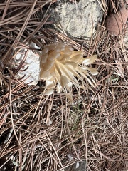 Leuzea conifera