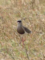 Vanellus coronatus