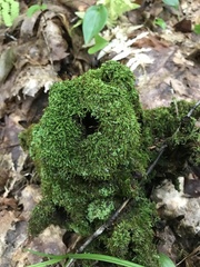 Dicranum montanum