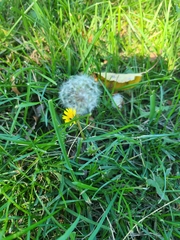 Taraxacum