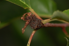 Contarinia cerasiserotinae
