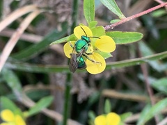 Augochloropsis