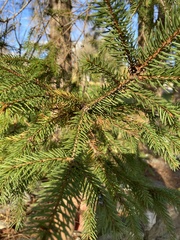 Picea glauca