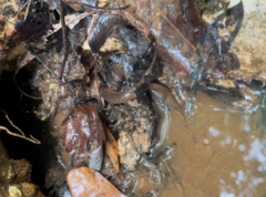 Desmognathus conanti