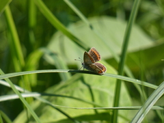 Aricia agestis