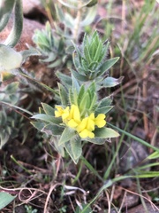 Xiphotheca lanceolata