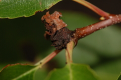 Contarinia cerasiserotinae