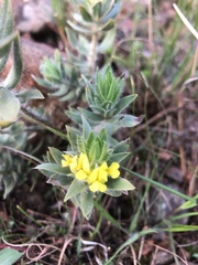 Xiphotheca lanceolata