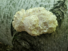 Hericium coralloides