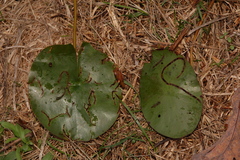 Polypedilum braseniae