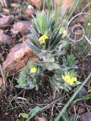 Xiphotheca lanceolata