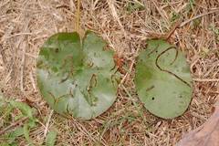 Polypedilum braseniae