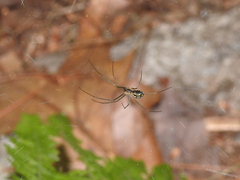 Neriene radiata