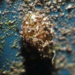 Psocidae