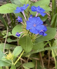 Ceratostigma plumbaginoides