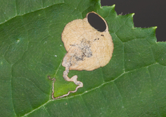 Aspilanta hydrangaeella