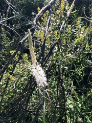 Bulbinella cauda-felis