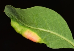Forda marginata